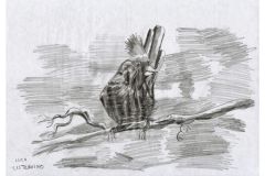 55